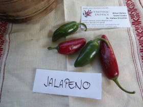 Jalapeno paprika - Csípős paprika ritkaságok az Egzotikus Növények Stúdiója kínálatában